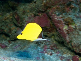 23 Common Longnose Butterflyfish IMG 2197.JPG